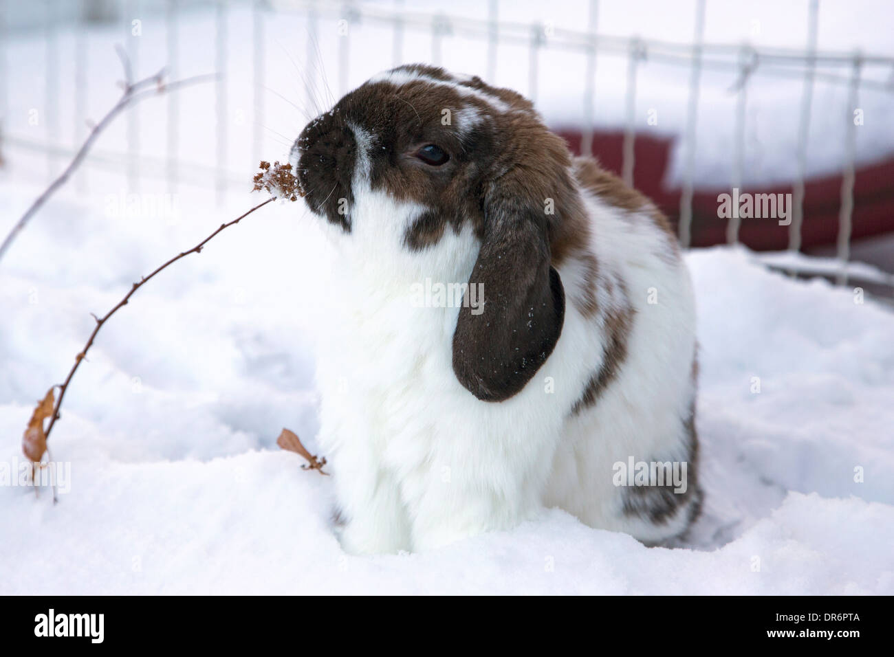 Holland lop rabbit hi-res stock photography and images - Alamy