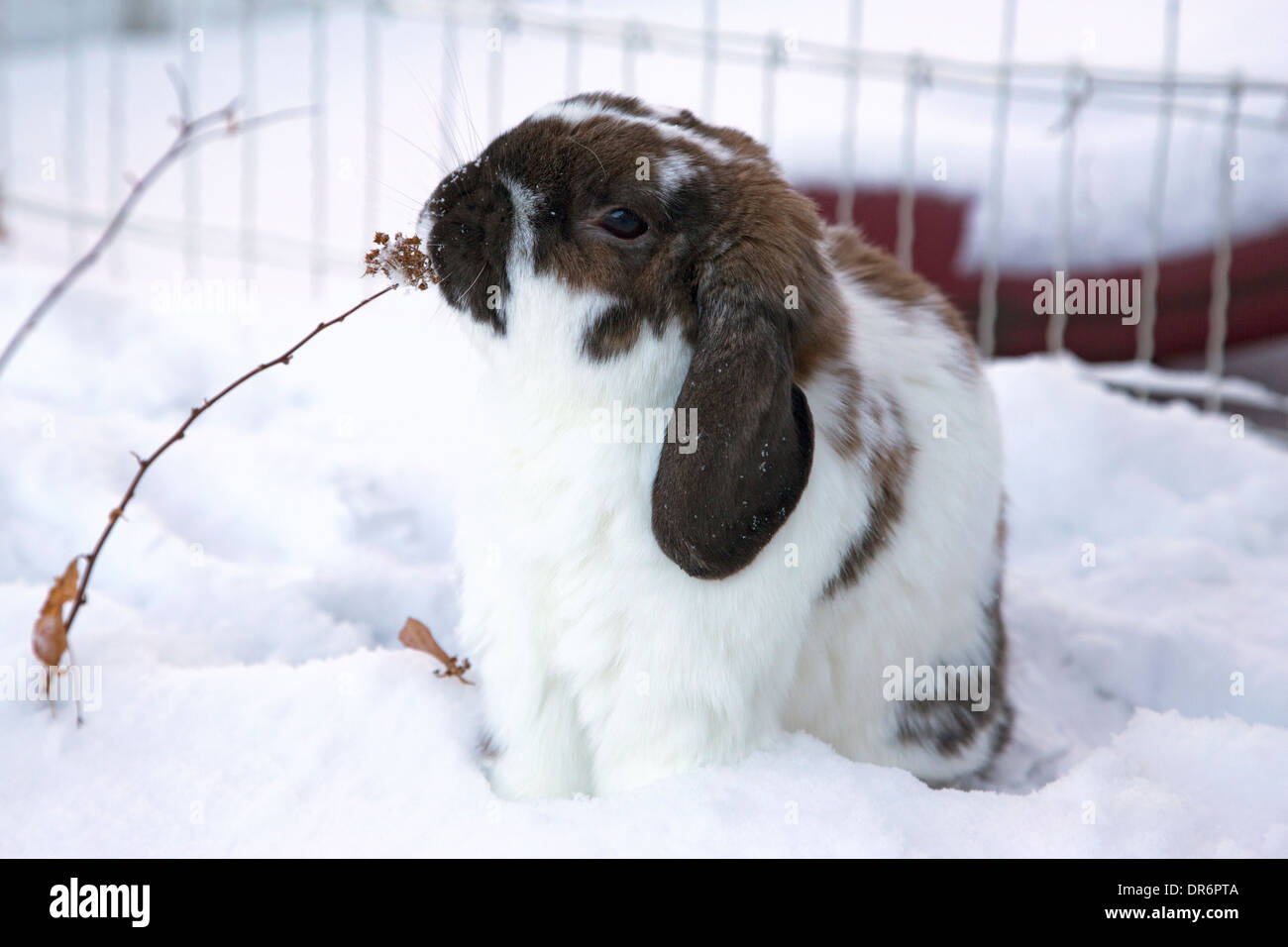Holland Lop rabbit browsing on shrub during play session in outdoor yard in winter snow Stock Photo
