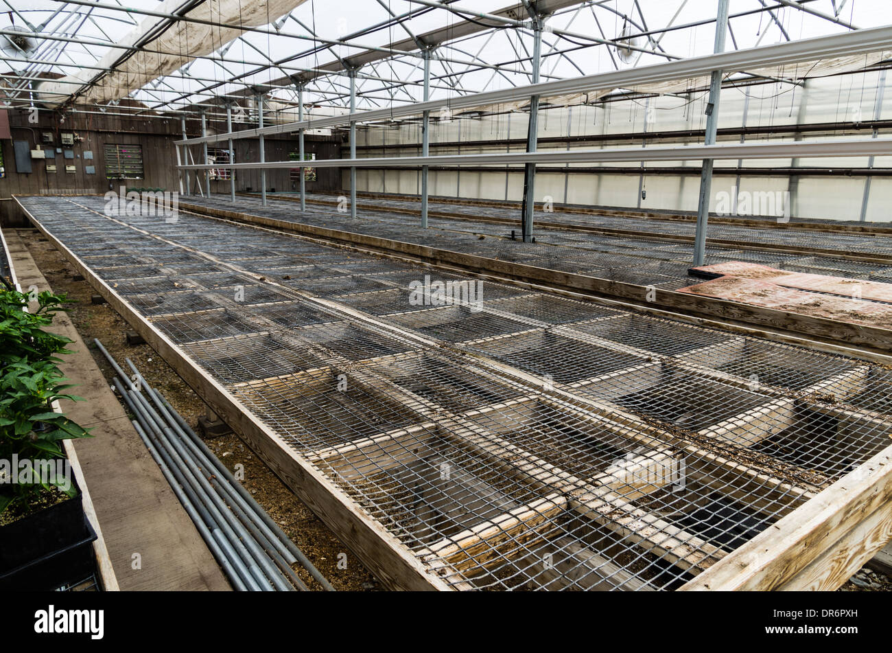 Greenhouse for plant production with benches to support plants Stock