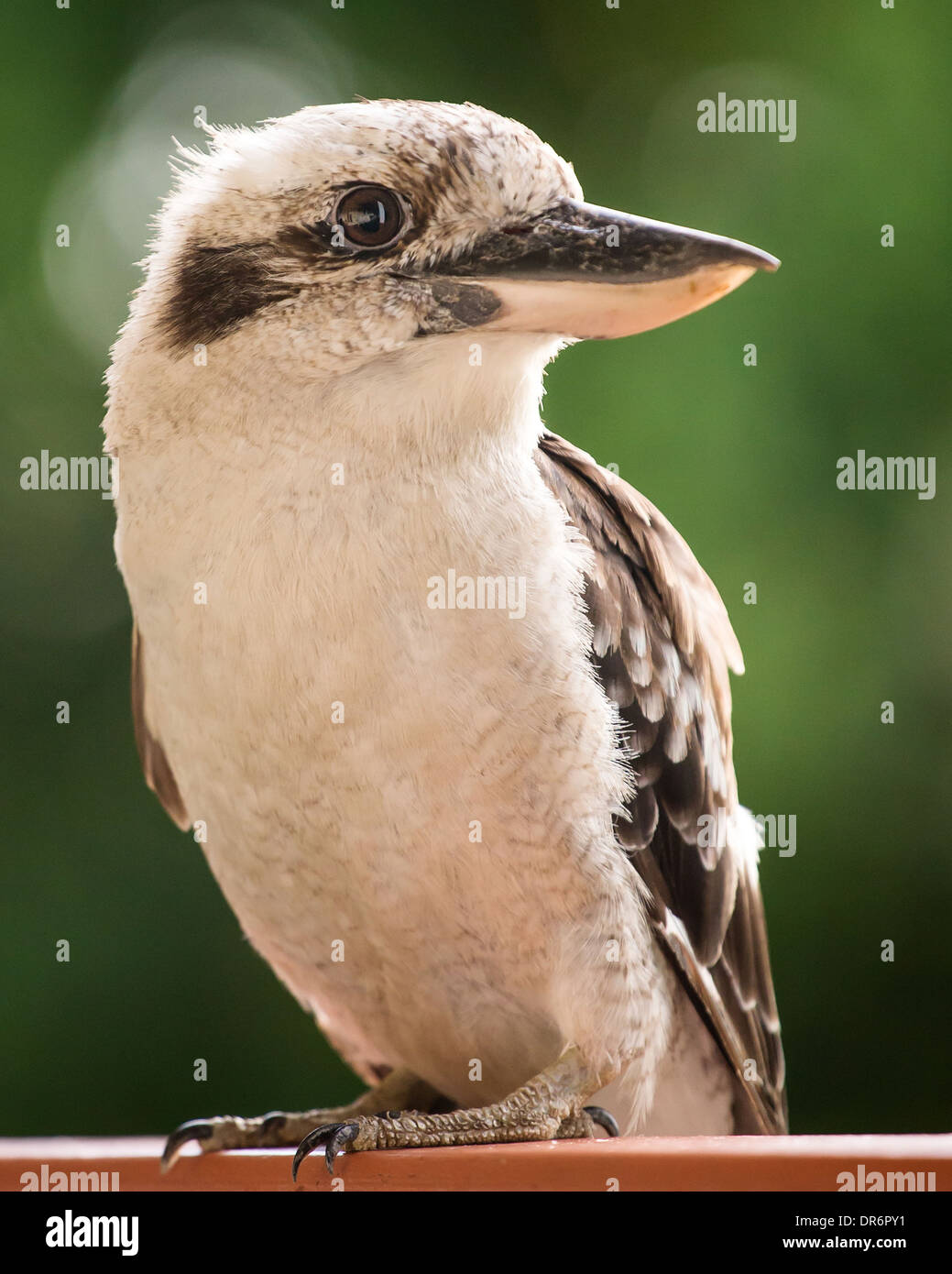 Kookaburra australian bird hires stock photography and images Alamy