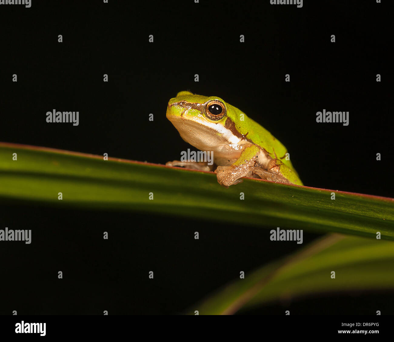 pygmy tree frog on a leaf, with a black background Stock Photo