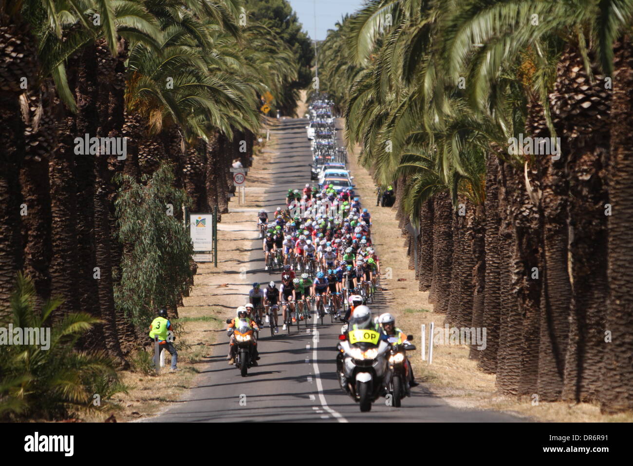 Barossa Valley, Australia. 21st Jan, 2014. Peleton riding through Seppeltsfield in Stage 1 of the Santos Tour Down Under 2014 from Nurioopta to Angaston, South Australia on 21 January 2014 Credit:  Peter Mundy/Alamy Live News Stock Photo