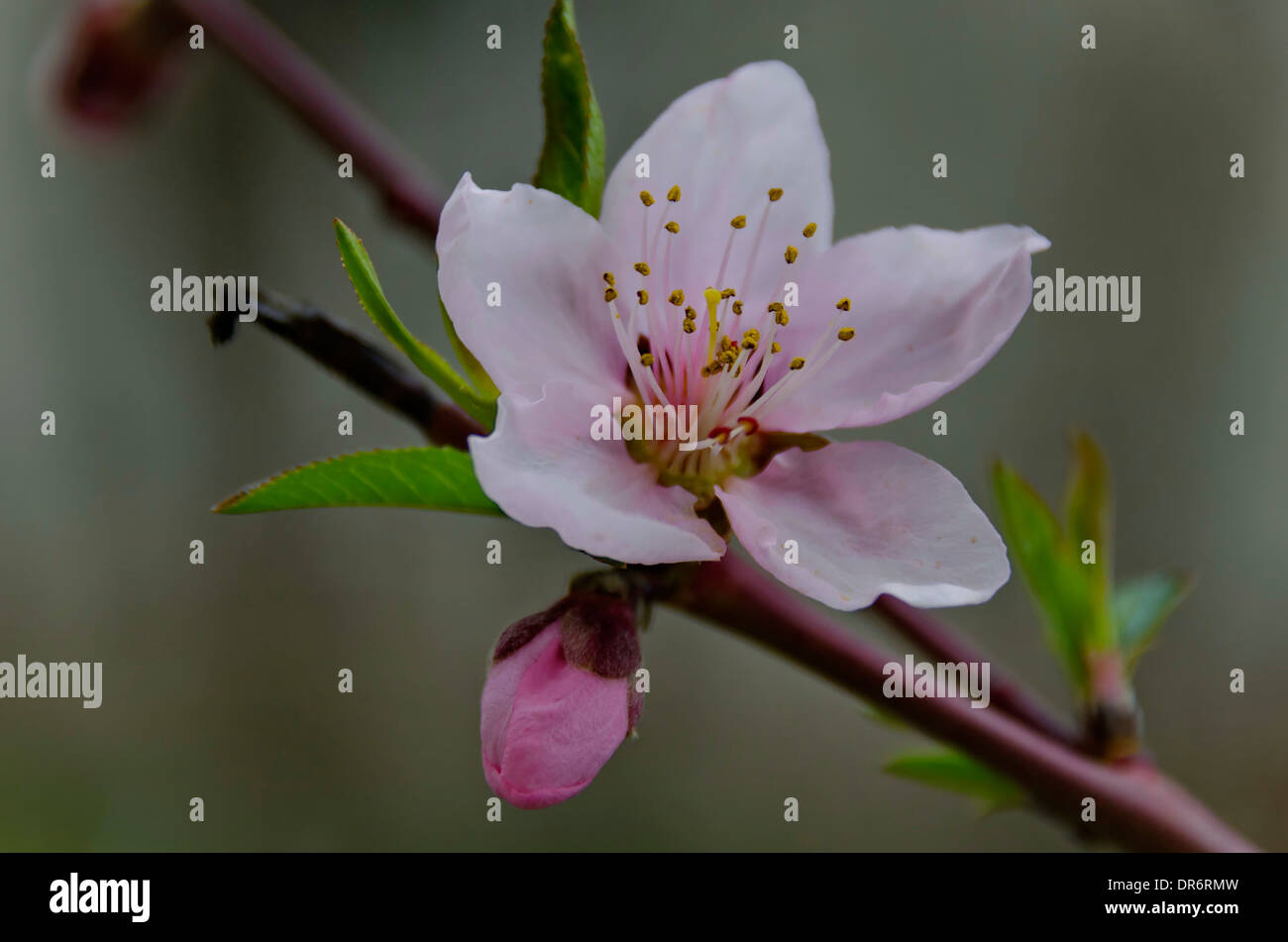 Peach flower and bud in springtime Stock Photo - Alamy