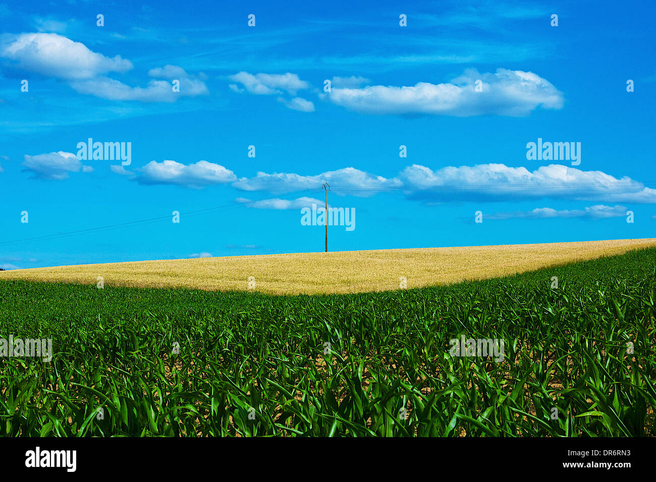Blue sky and green field Stock Photo