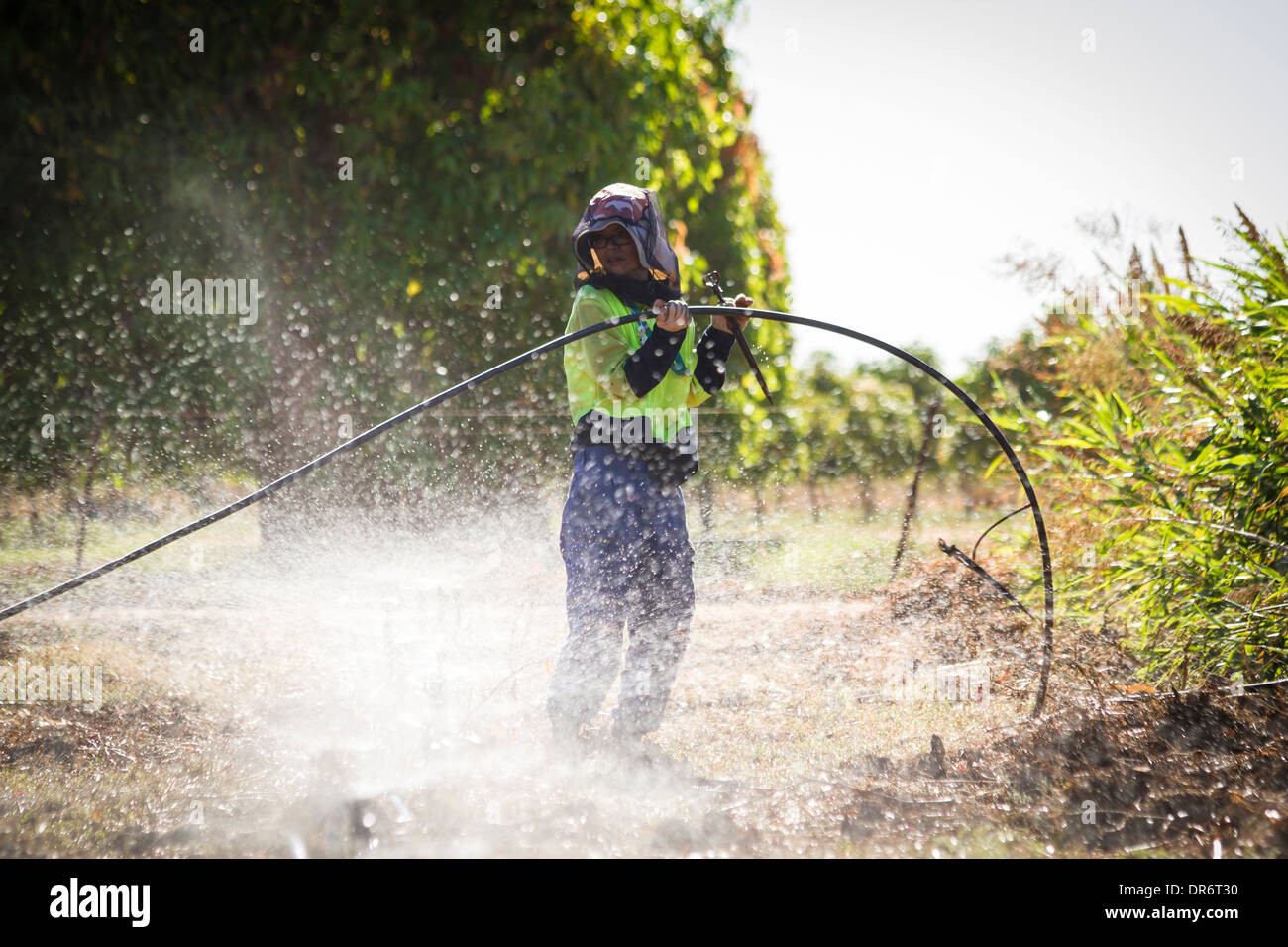 Australia, Carnarvon, Farmer installing irrigation system Stock Photo
