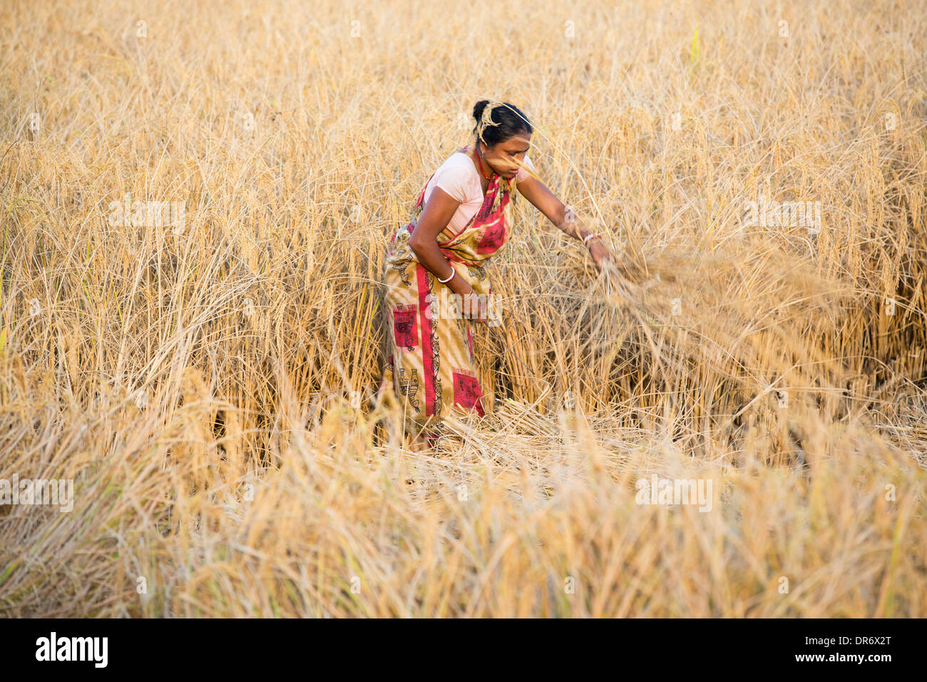Harvesting crops in india hires stock photography and images Alamy