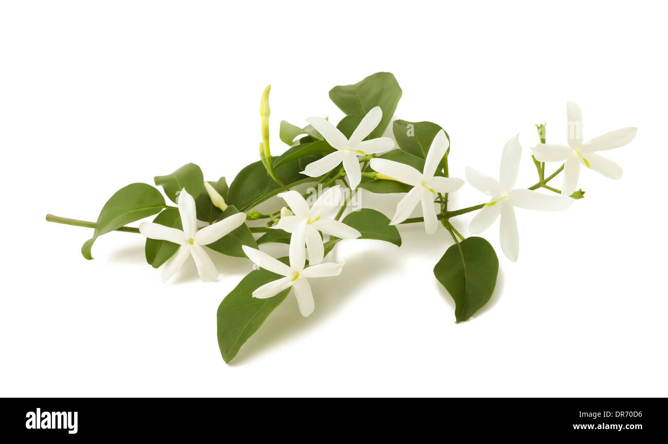 jasmine flowers on branch isolated on white Stock Photo