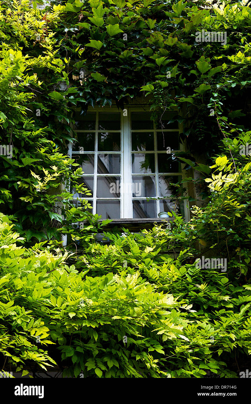 Window surrounded by creeping plants Stock Photo - Alamy