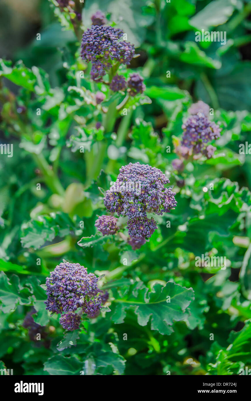 Close detail of flowers of Purple Sprouting Broccoli growing in spring. Stock Photo