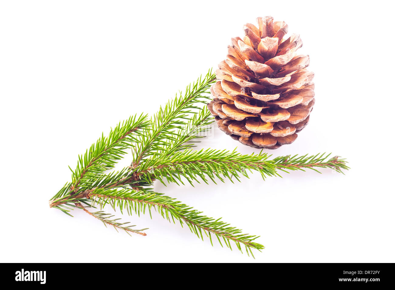 Fir cone and spruce branch on white background Stock Photo