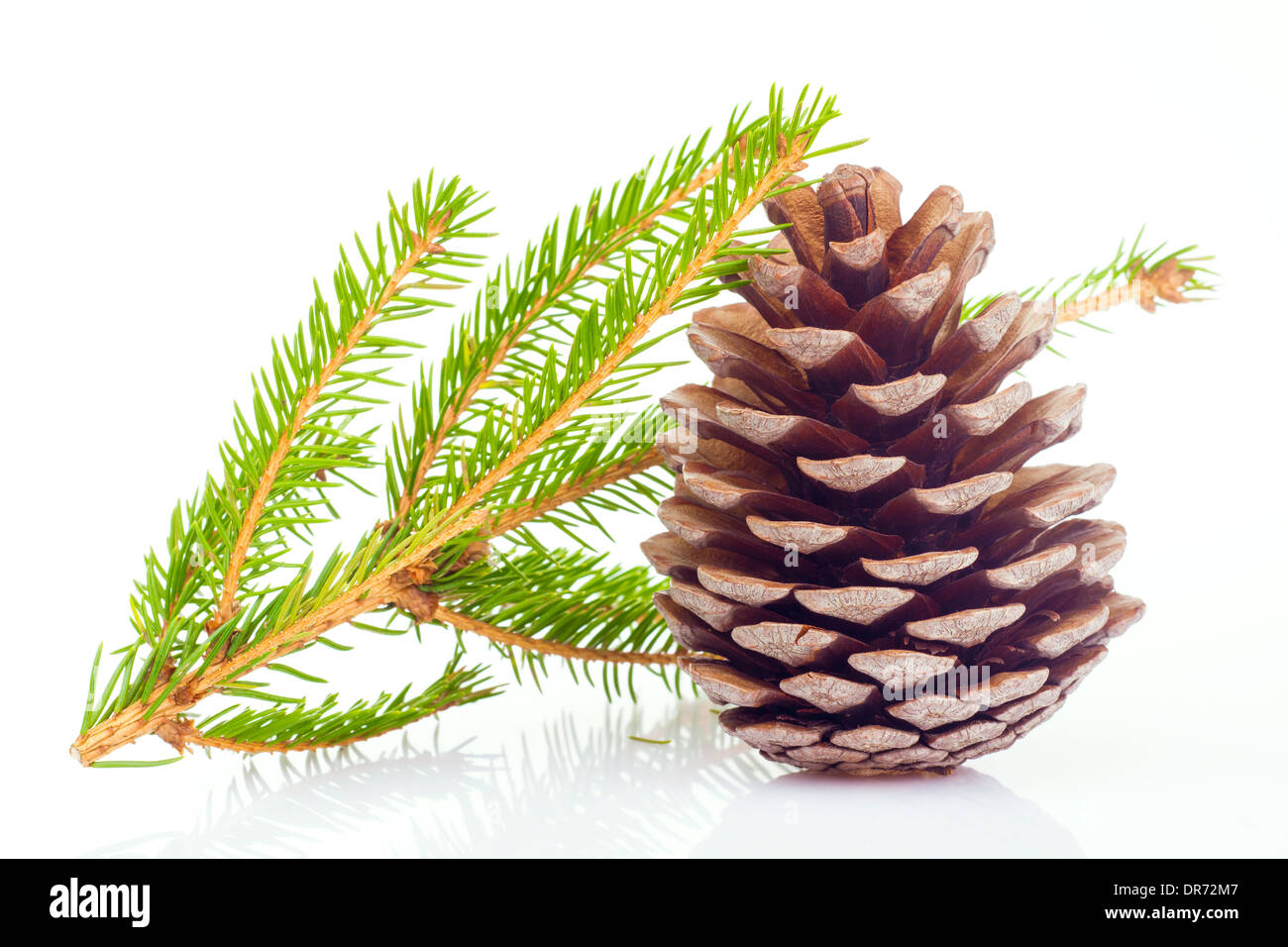 Fir cone and spruce branch on white background Stock Photo - Alamy