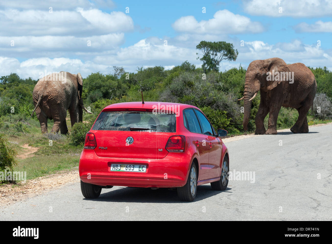 Tourists wachting elephants (Loxodonta africana) from their car, Addo Elephant National Park, Eastern Cape, South Africa Stock Photo