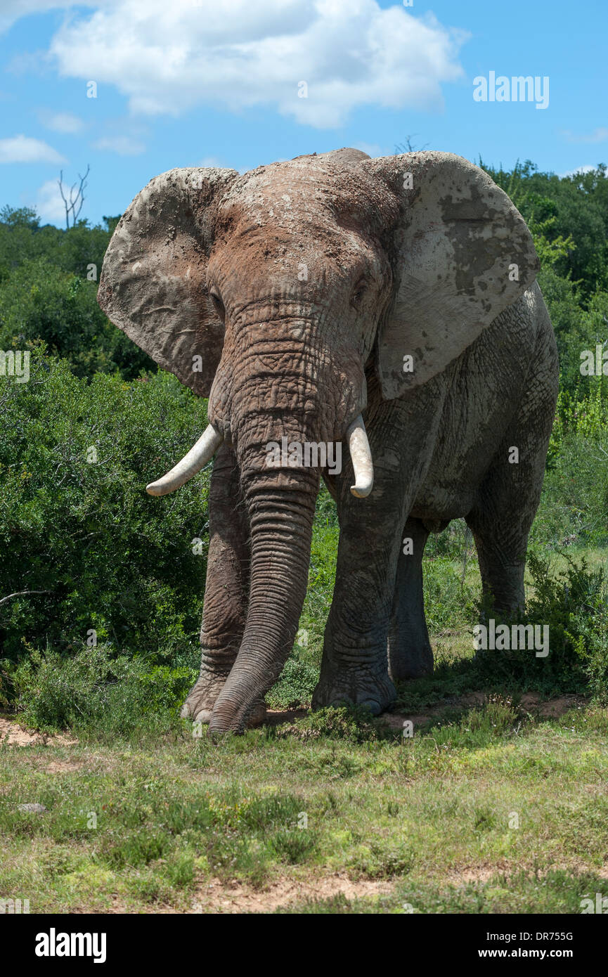 Single elephant bull (Loxodonta africana) Addo Elephant National Park, Eastern Cape, South Africa Stock Photo