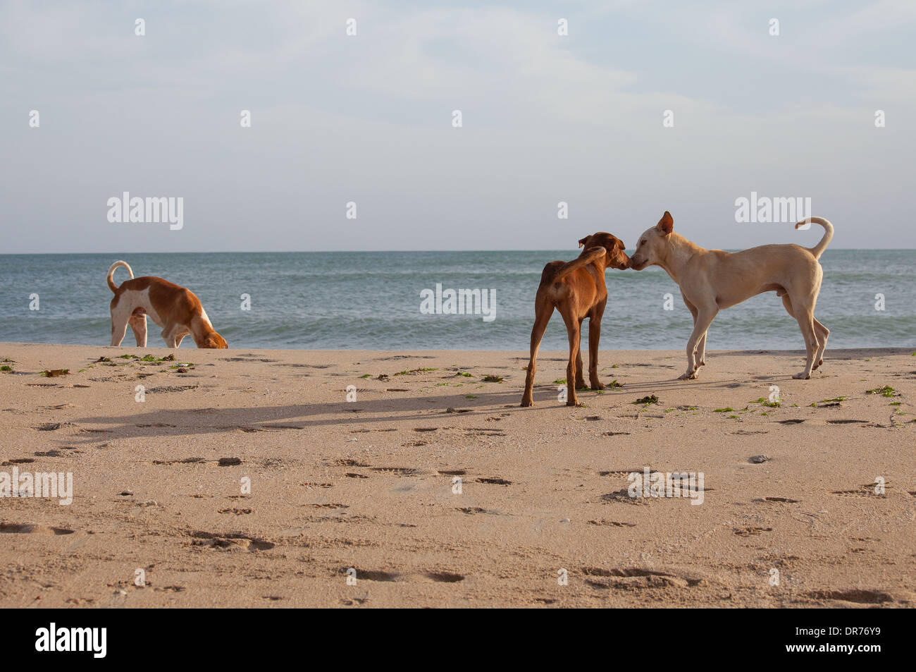Pack of stray dogs at the beach Stock Photo