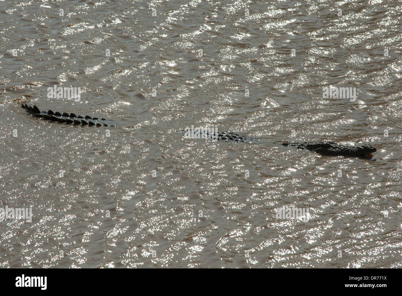 Mugger Crocodile in river Stock Photo