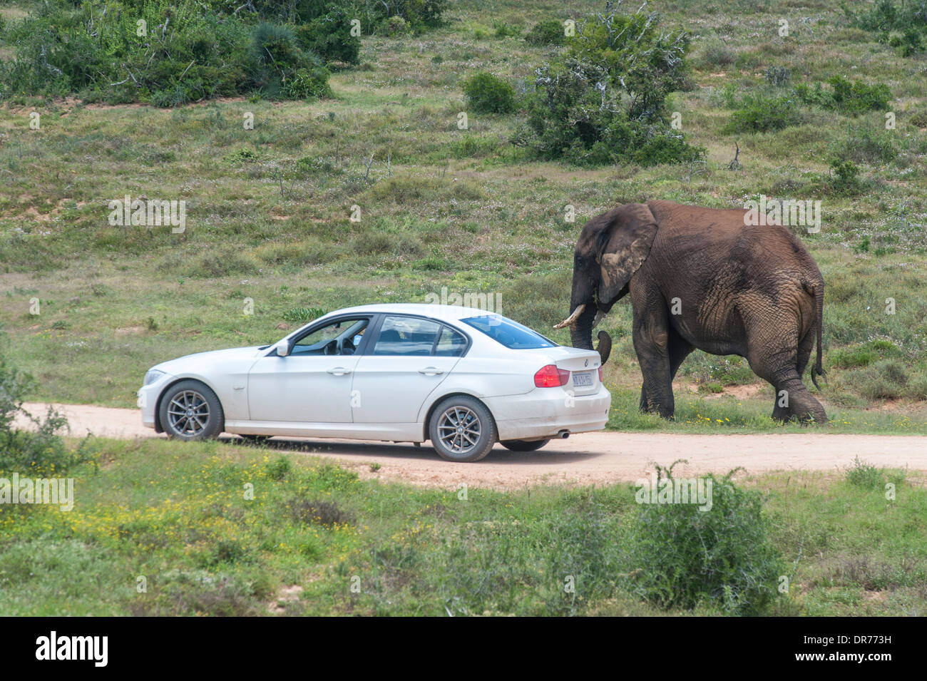 Elephant (Loxodonta africana) standingnext to a car, Addo Elephant National Park, Eastern Cape, South Africa Stock Photo