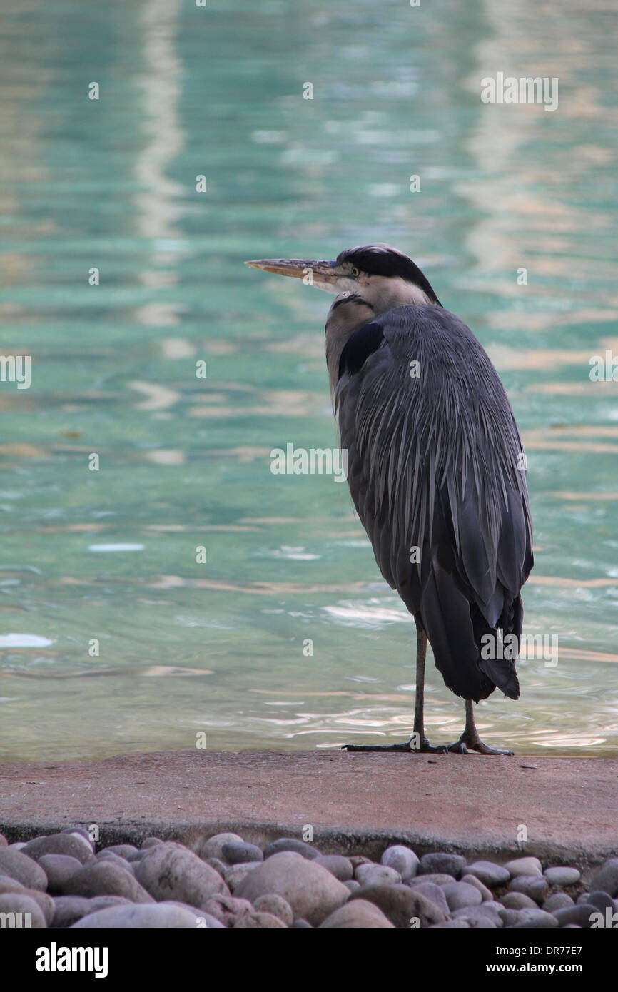 Heron Standing At Water's Edge Stock Photo
