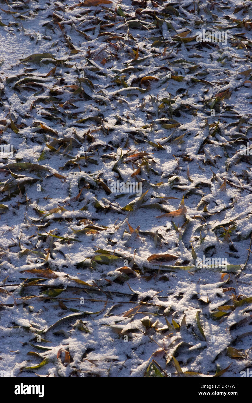 Fallen leaves covered with a dusting of snow, Lisson Wide, Regent's Canal, London, NW8, England Stock Photo