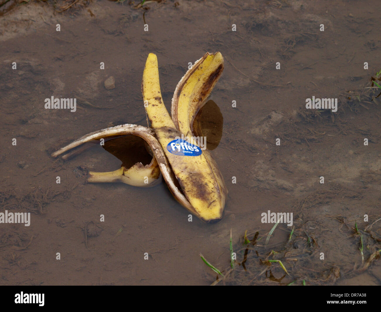 Banana skin dropped in a puddle on a footpath, Cornwall, UK Stock Photo