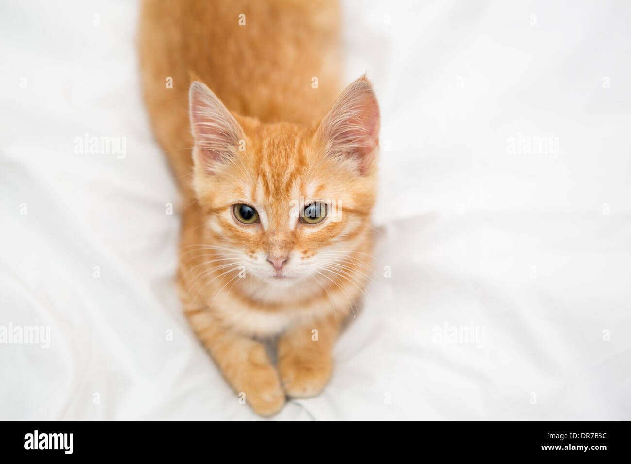 Orange, small tabby kitten on white background Stock Photo - Alamy