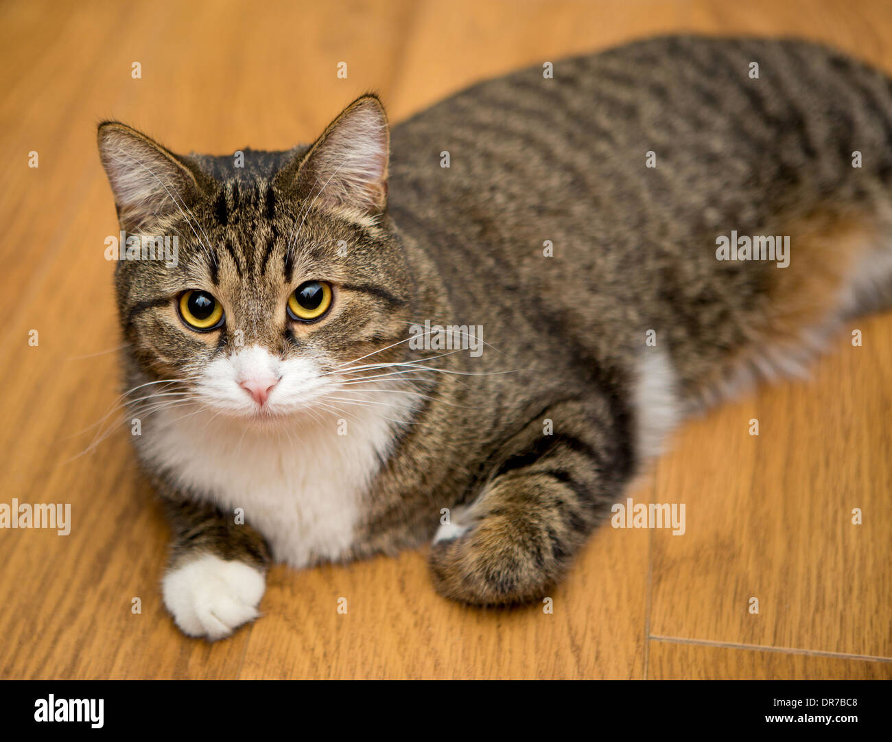 Grey cat with big eyes lying on the floor Stock Photo - Alamy