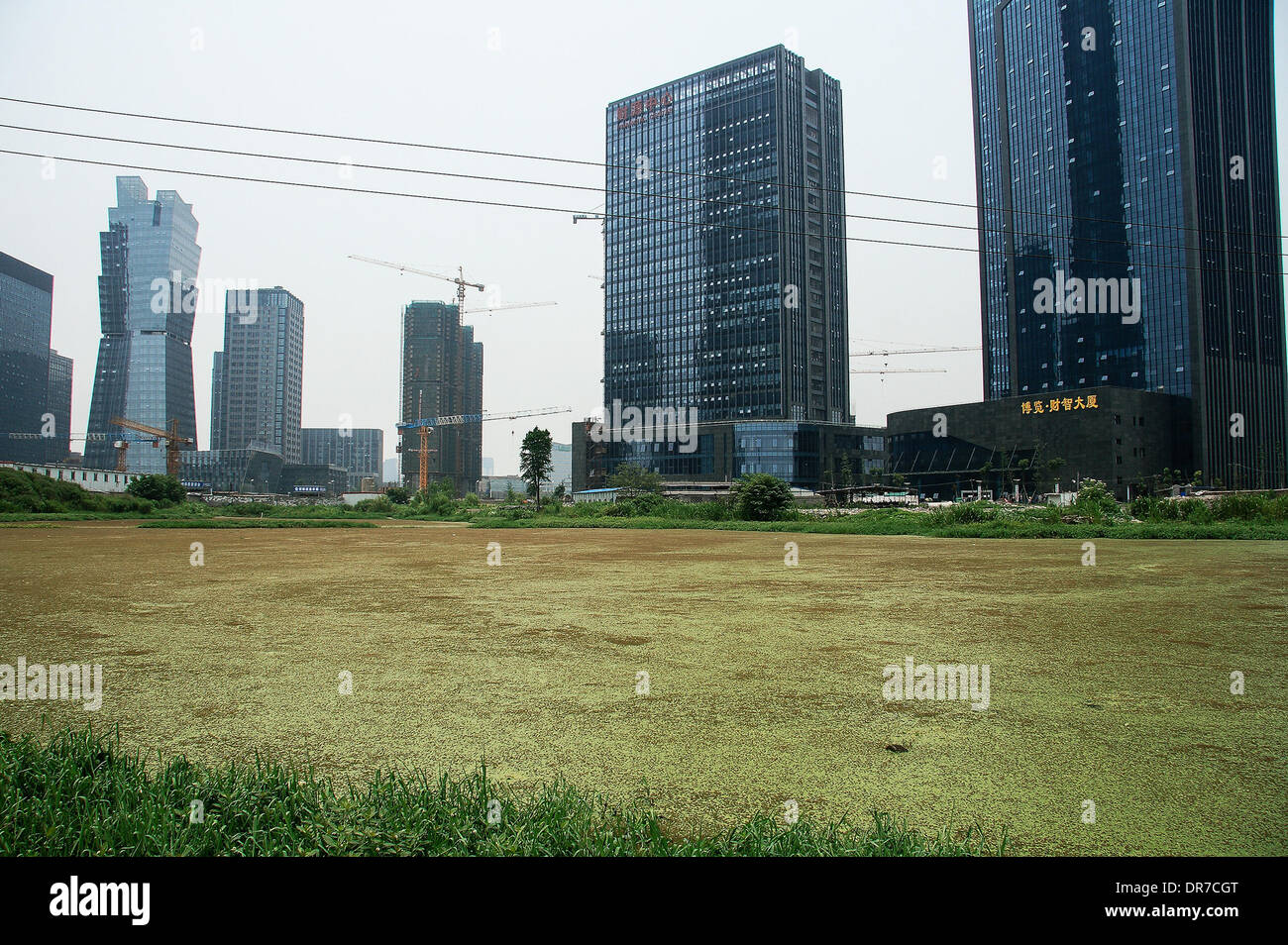 Duckweed River  A river in China is entirely covered in duckweed next to a group of high-rise buildings. This is due to channel mobility, poor and water quality fertile which leads to duckweed blooming.   China - June 2012 Stock Photo