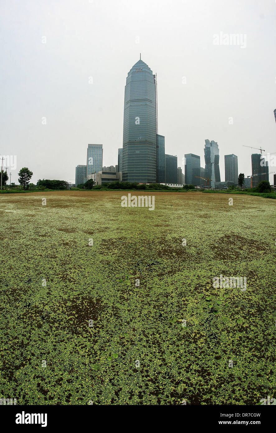 Duckweed River  A river in China is entirely covered in duckweed next to a group of high-rise buildings. This is due to channel mobility, poor and water quality fertile which leads to duckweed blooming.   China - June 2012 Stock Photo