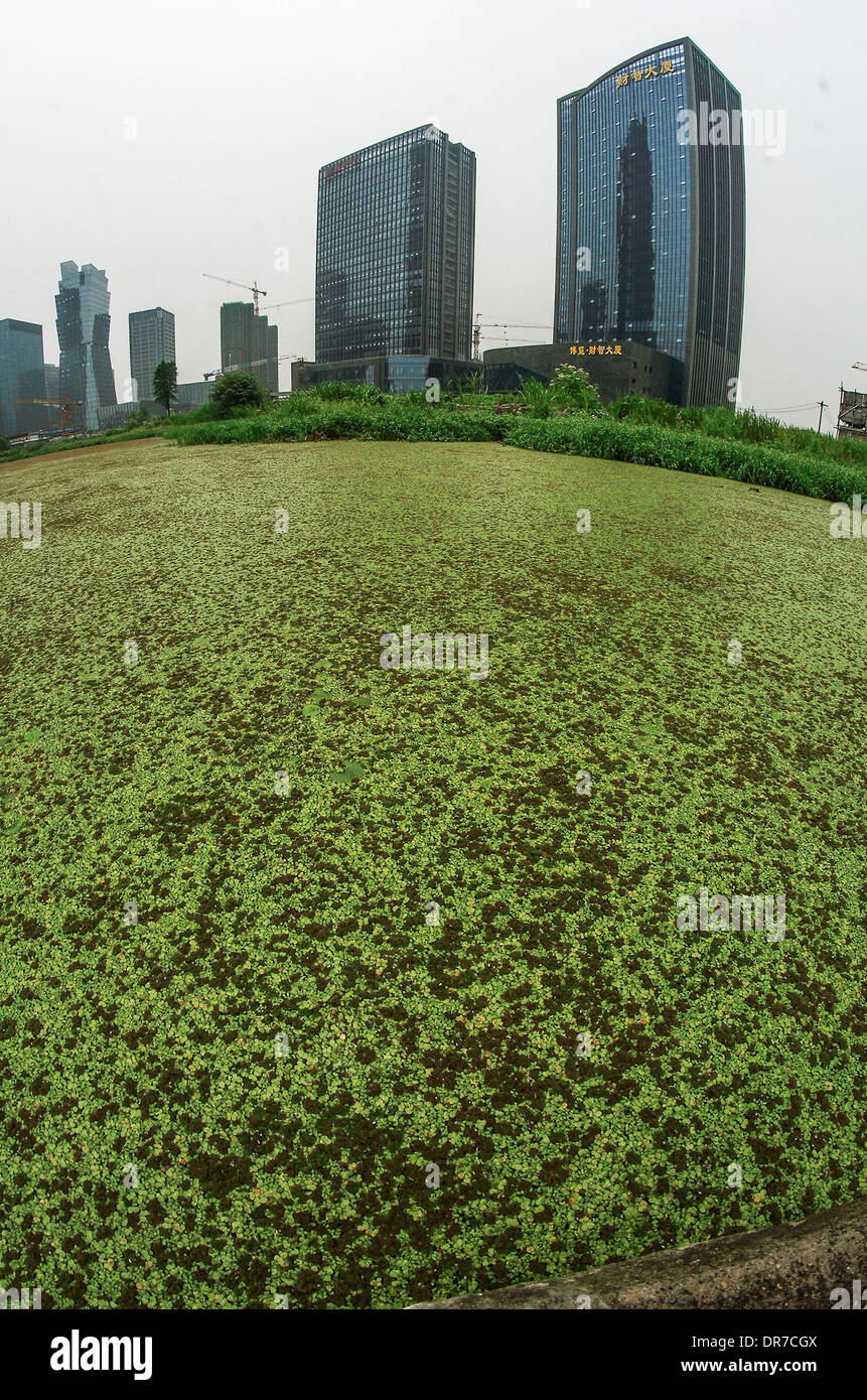 Duckweed River  A river in China is entirely covered in duckweed next to a group of high-rise buildings. This is due to channel mobility, poor and water quality fertile which leads to duckweed blooming.   China - June 2012 Stock Photo