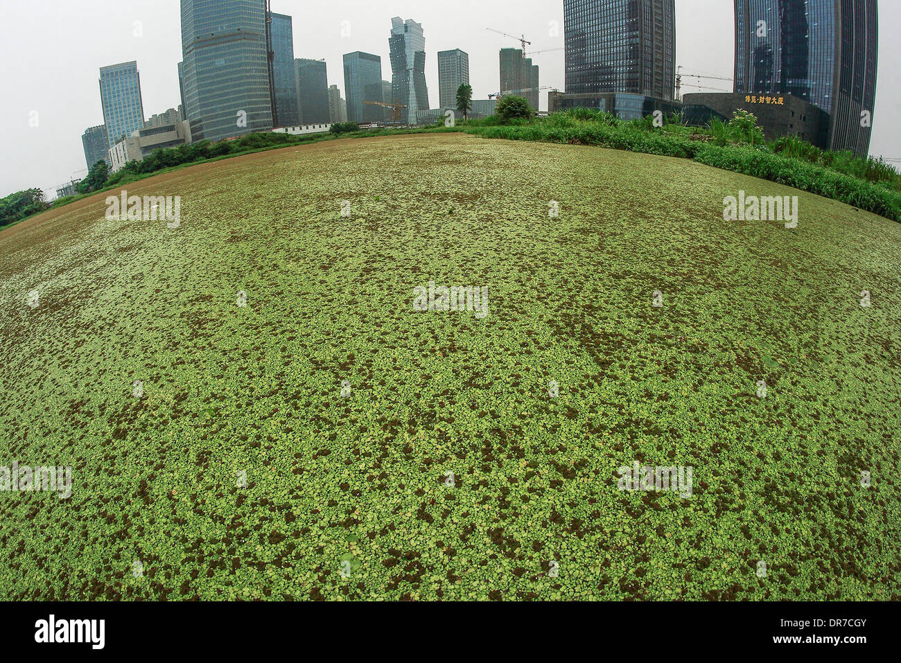 Duckweed River  A river in China is entirely covered in duckweed next to a group of high-rise buildings. This is due to channel mobility, poor and water quality fertile which leads to duckweed blooming.   China - June 2012 Stock Photo