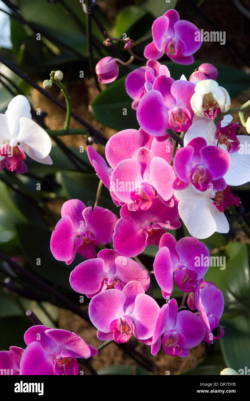 Orchids on display hi-res stock photography and images - Alamy