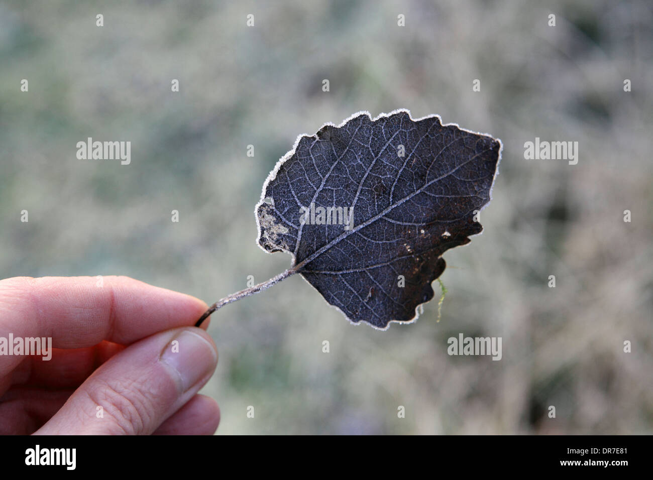 Fingers gently holding frozen leaf, wonder of nature & natural form, Winter frost, Suffolk, UK Stock Photo