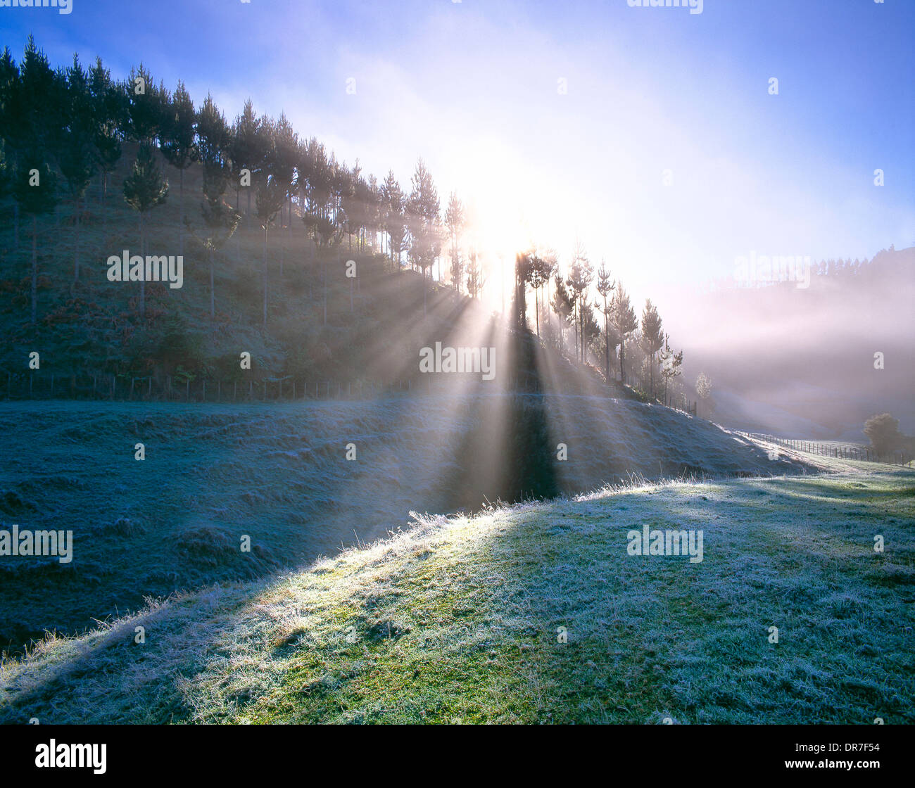 New Zealand. North Island. Hunua. Wintery landscape. Sun rays through trees. Stock Photo