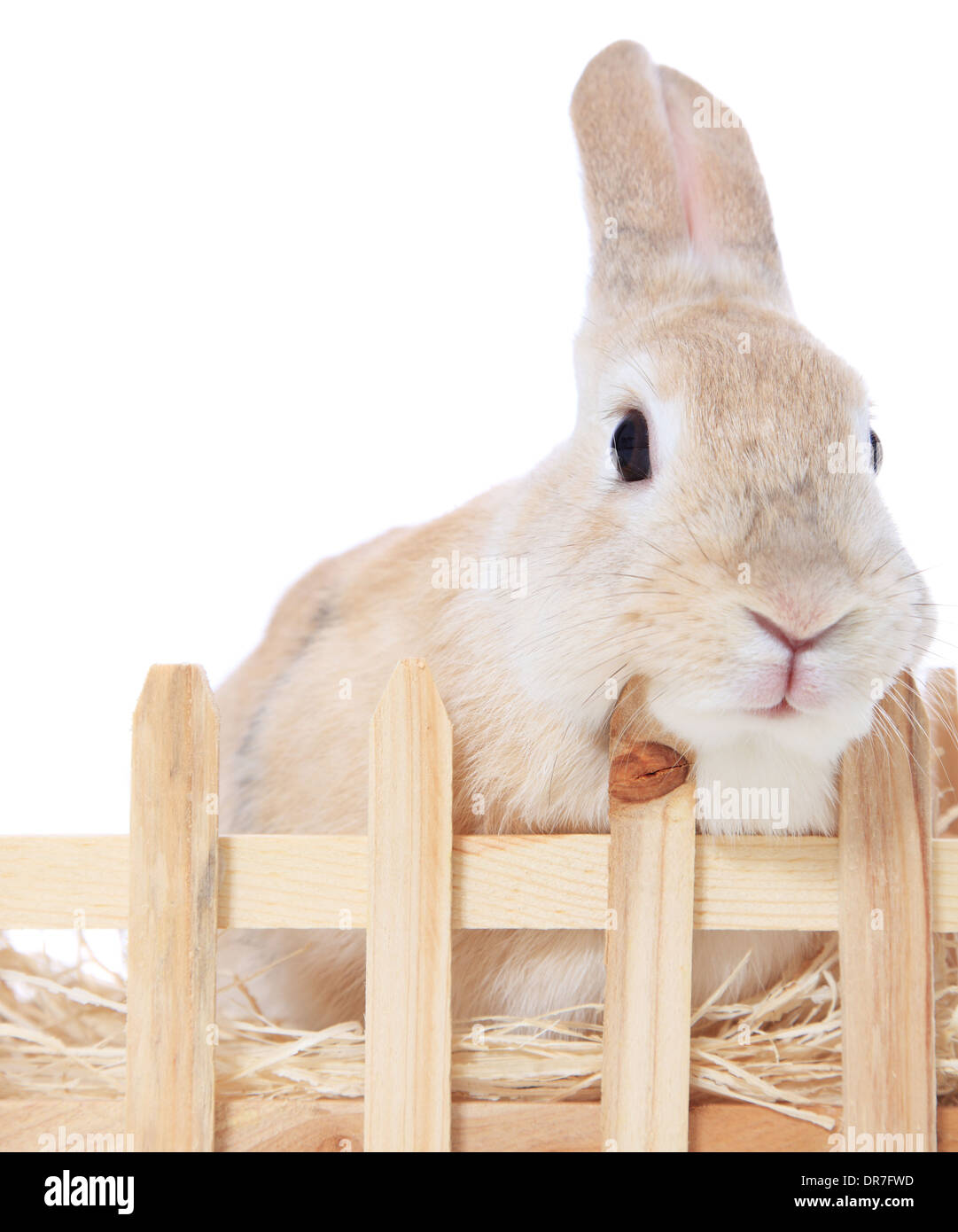 Dwarf rabbit hi-res stock photography and images - Alamy