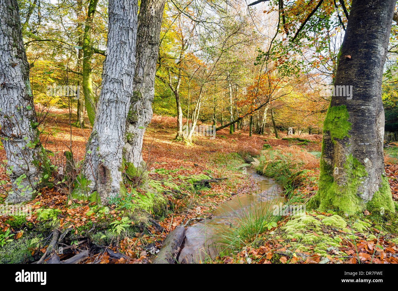 Autumn in the New Forest National Park at Bolderwood Stock Photo