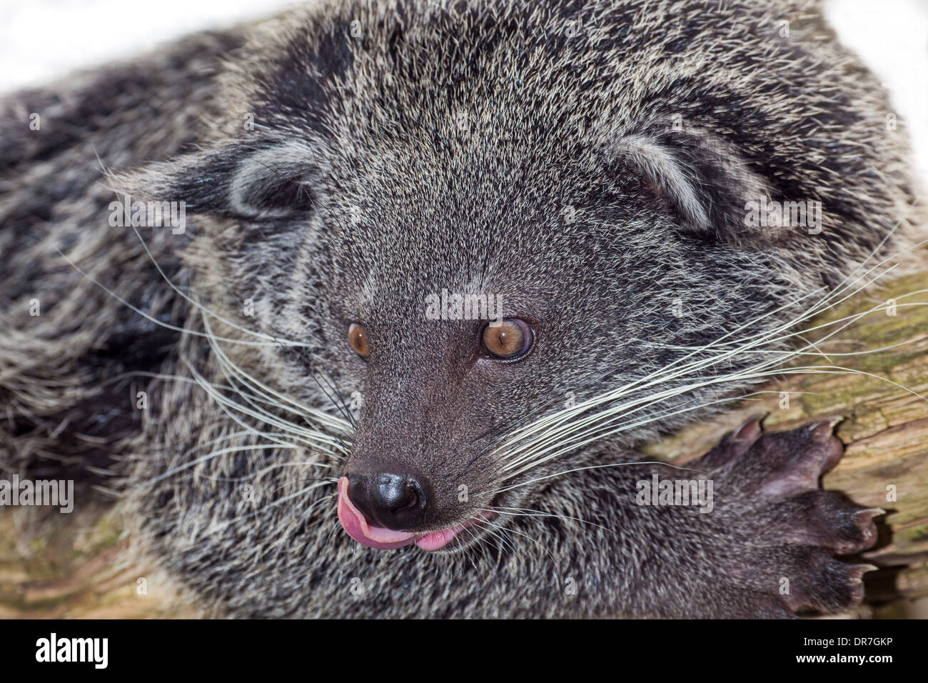 Young juvenile male Binturong Stock Photo - Alamy