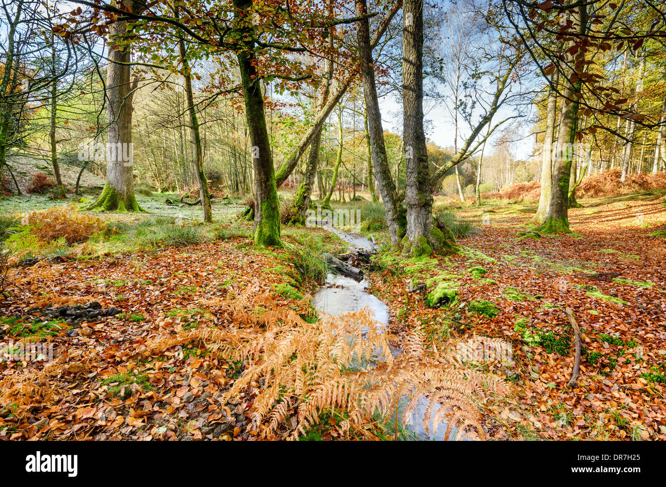 Bolderwood in the New Forest National Park Stock Photo