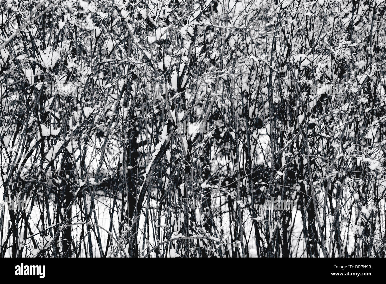 In snowy day, Snow is piled up on a tree branch Stock Photo