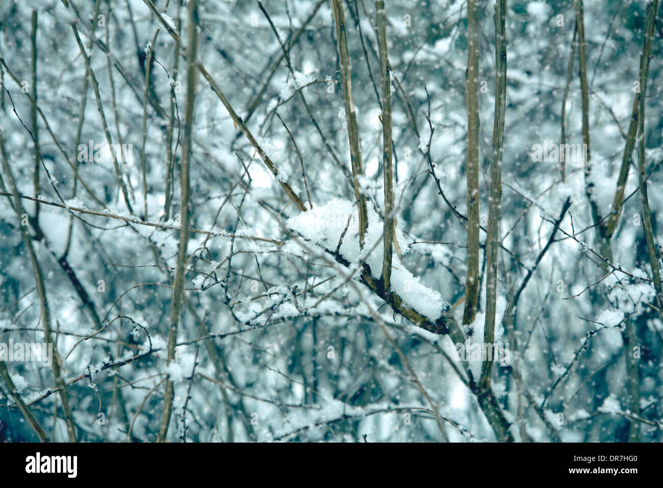 In snowy day, Snowflake is piled up on a tree branch Stock Photo