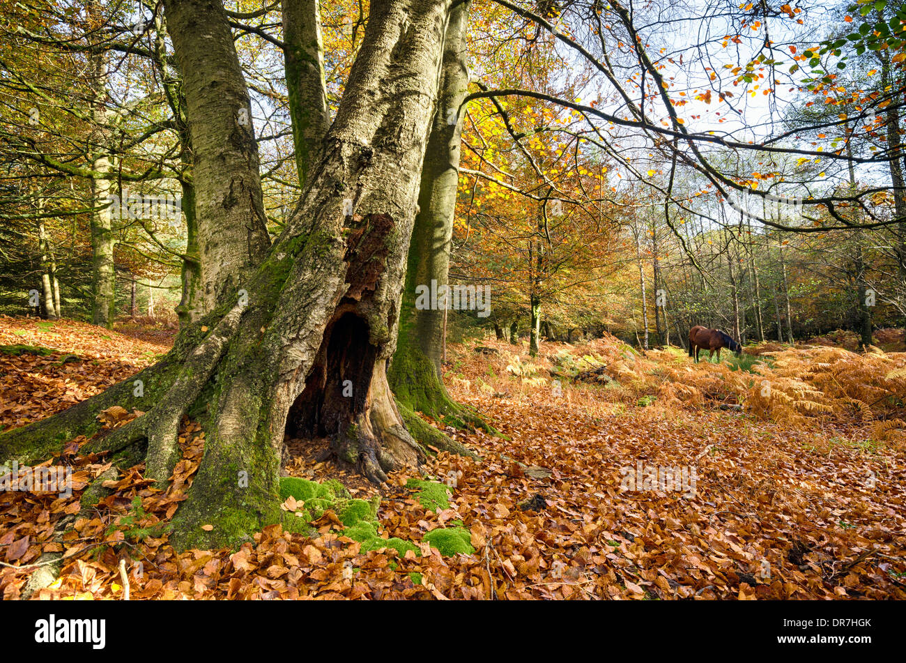 Autumn in the New Forest at Bolderwood Stock Photo