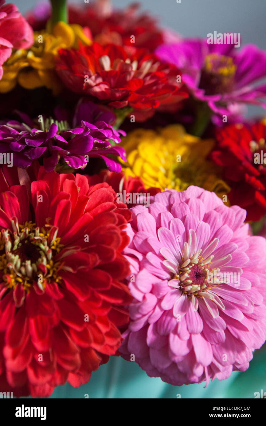 vase of flowers, Flowers, Zinnia Elegans, bright, red, garden flowers, homegrown homegrown, turquoise vase, vintage, Zinnia. Stock Photo