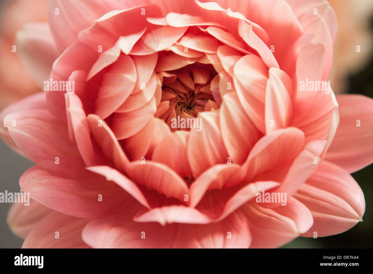 Dahlia, flower, peach, close up Stock Photo Alamy
