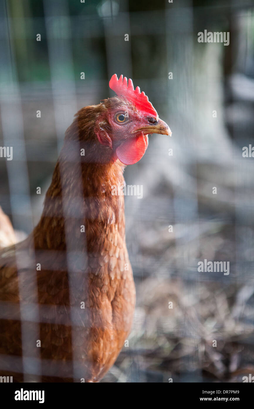 chicken, hen, wire, cage, free range, organic Stock Photo