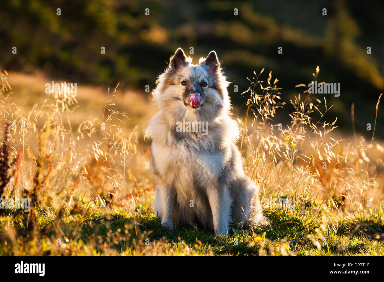 Keeshond or Wolfsspitz licking its mouth, backlit, Austria Stock Photo