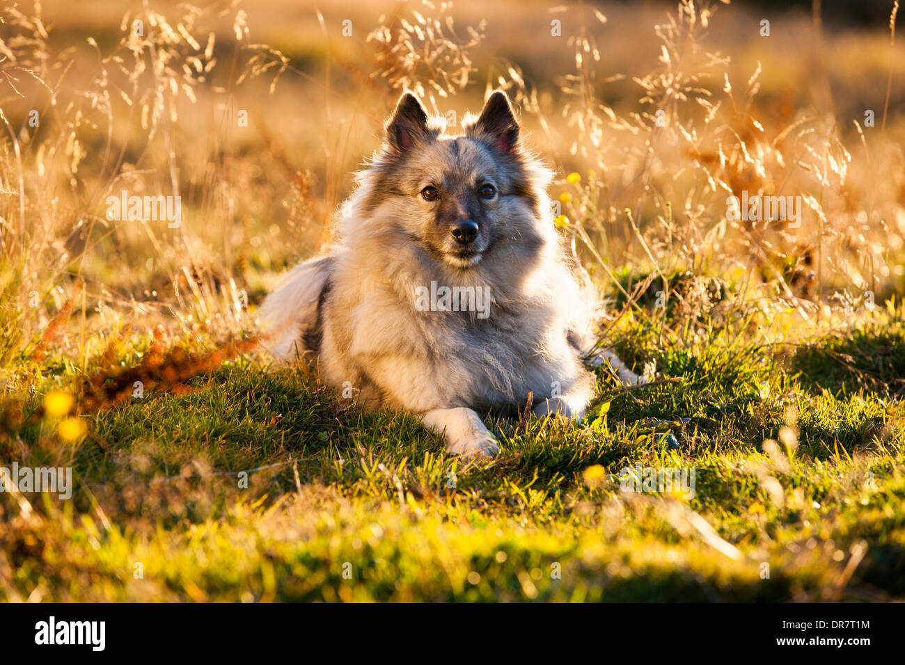 Keeshond or Wolfsspitz, lying on a meadow, backlit, Austria Stock Photo