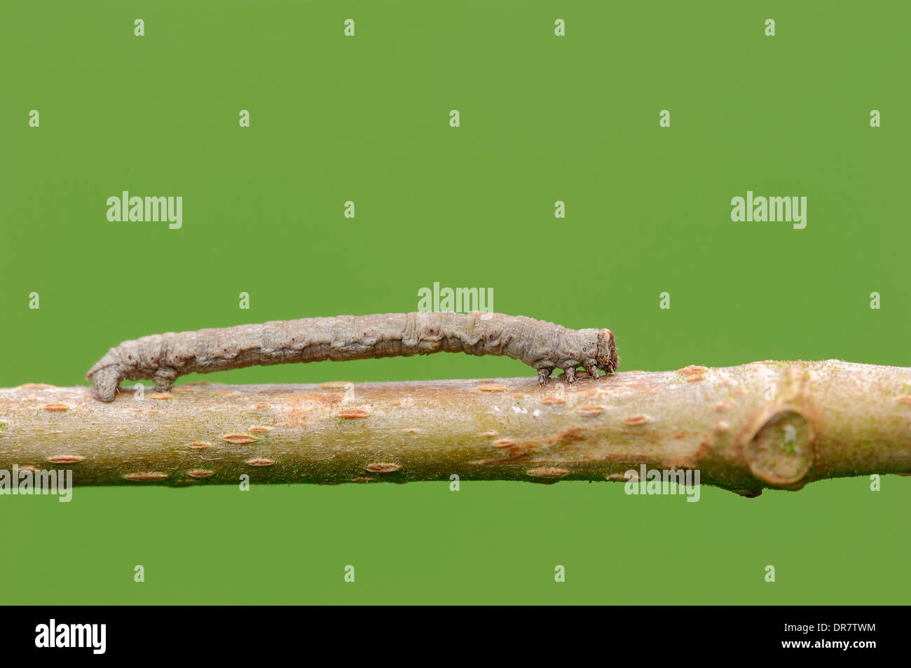 Caterpillar, False Mocha moth (Cyclophora Porat), North Rhine-Westphalia, Germany Stock Photo