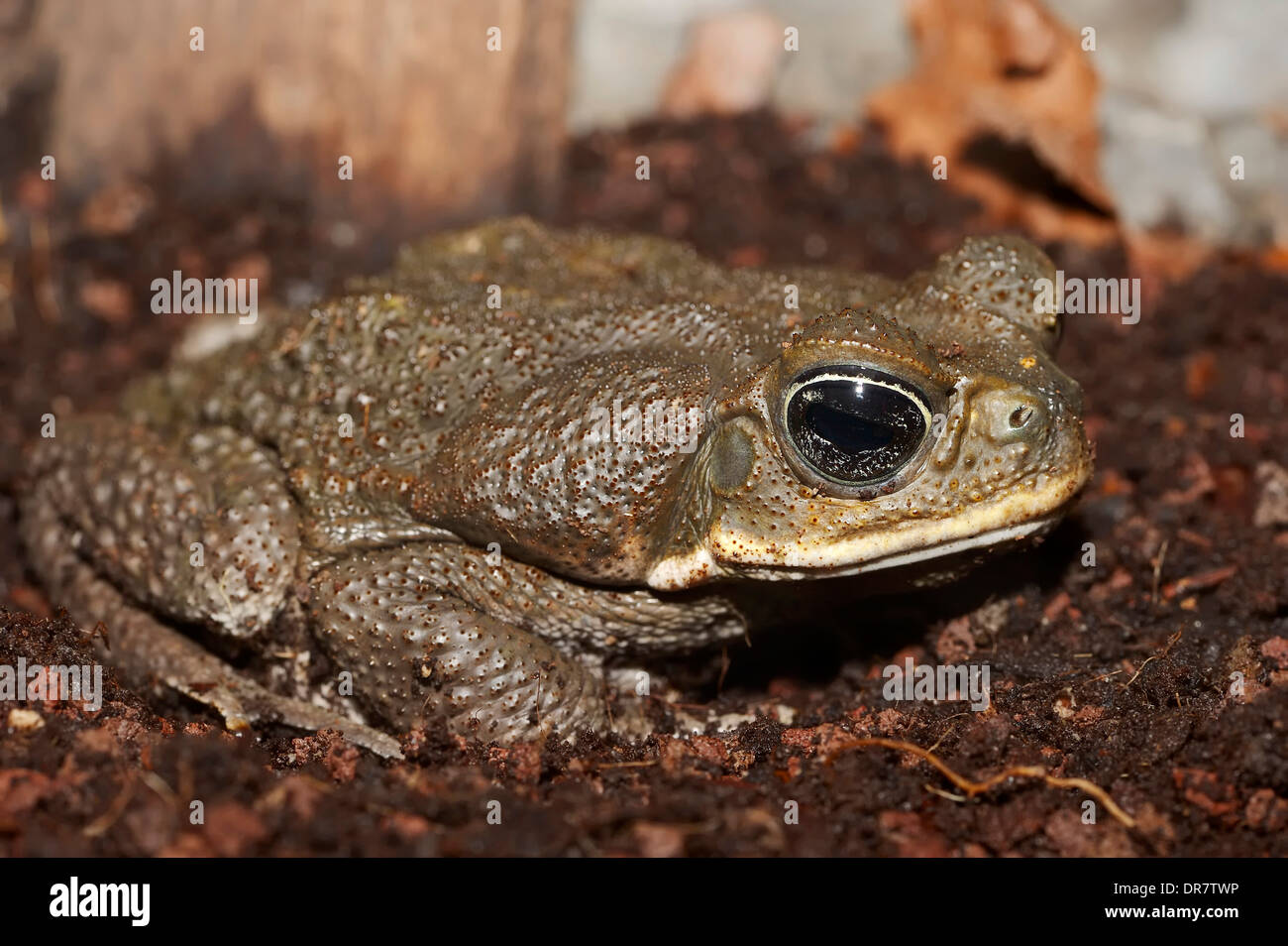 Cane Toad (Bufo marinus, Rhinella marina), native to South America, captive Stock Photo