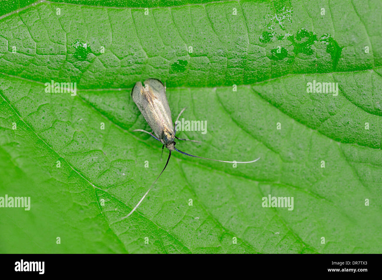 Green Longhorn (Adela reaumurella), female, North RhineWestphalia