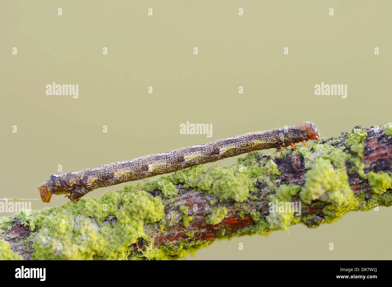 Caterpillar, Scarce Umber (Agriopis aurantiaria), Gelderland, Netherlands Stock Photo