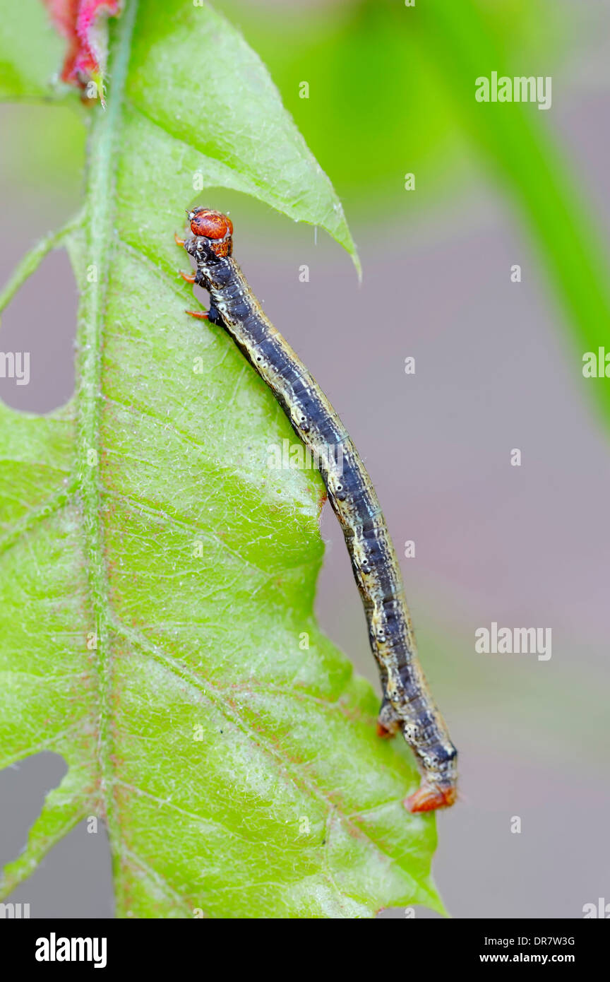 Caterpillar, Scarce Umber (Agriopis aurantiaria), Gelderland, Netherlands Stock Photo
