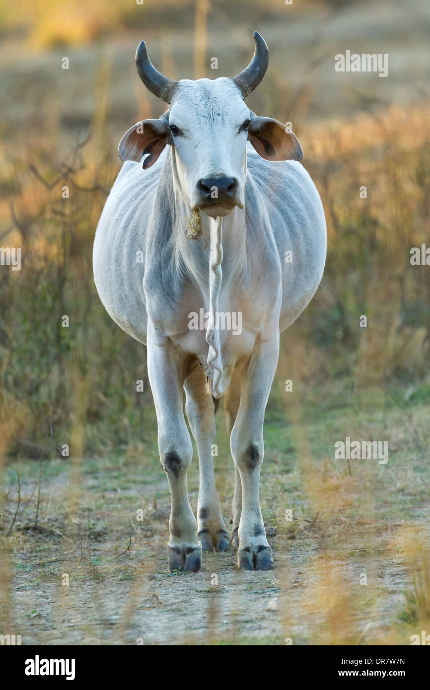 Indian cattle, Keoladeo National Park, Bharatpur, Rajasthan, India Stock Photo